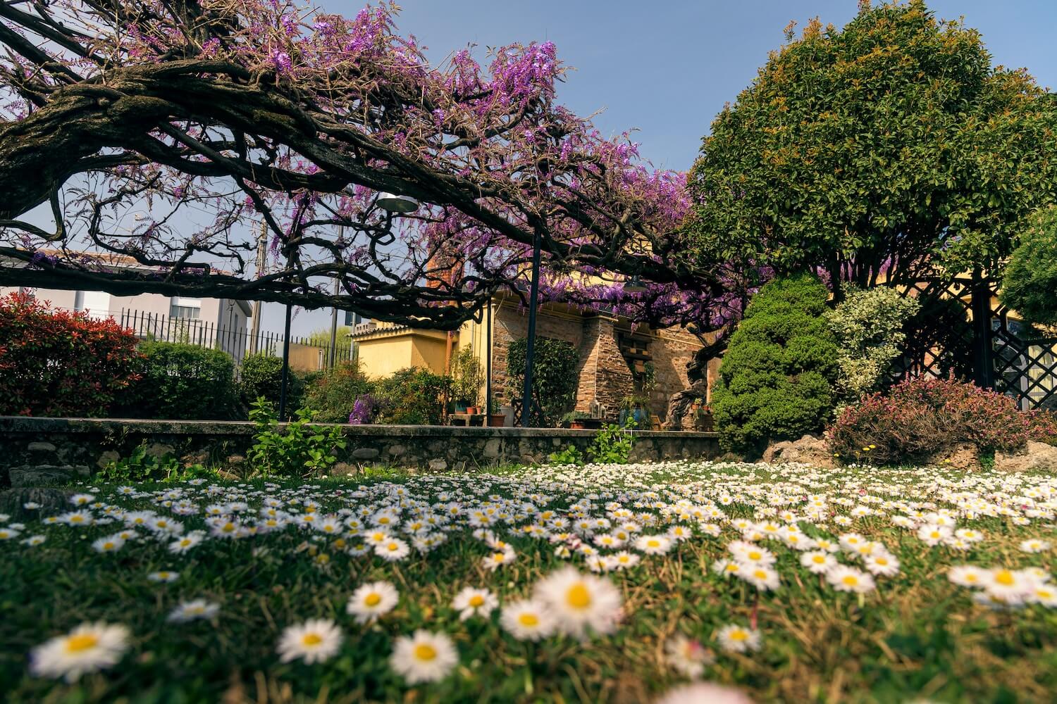 Il Glicine - Giardino e prato storico della cascina lombarda del 1800